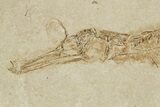 Fossil Pipefish (Syngnathus) - California #274965-1